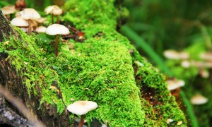 混合喂養過程中更換奶粉需要注意哪些問題？