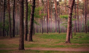 用開水能沖奶粉嗎？探究溫度對嬰兒奶粉溶解性和營養成分的影響