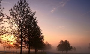 學生羊奶粉是否比普通牛奶粉更適合學生群體？