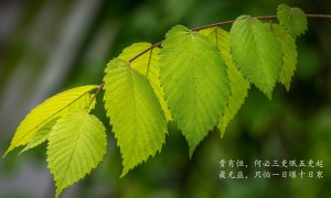 小米卡9元無限流量熱點