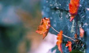 80后副部級(80后晉升為副部級，成為最年輕高官)