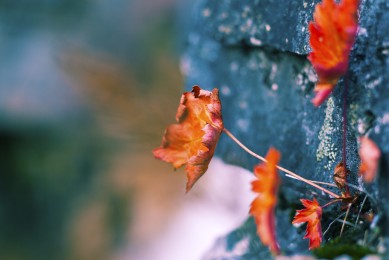 2025-2030年中國二甲戊靈·芐嘧磺隆行業市場分析及發展前景預測報告