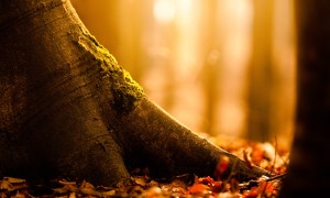 保稅區奶粉攤上大事了：真相究竟如何？