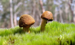 兩個月的寶寶喝多少奶粉？新手爸媽必知的喂養指南