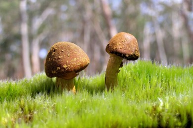 日本快餐品牌有哪些特色與選擇？